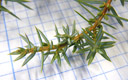 gemeiner wacholder (juniperus communis ssp. communis), nadeln in abwechselnd 3-gliedrigen quirlen || foto details: 2009-01-26, innsbruck, austria, Pentax W60. keywords: genevrier commun, ginepro